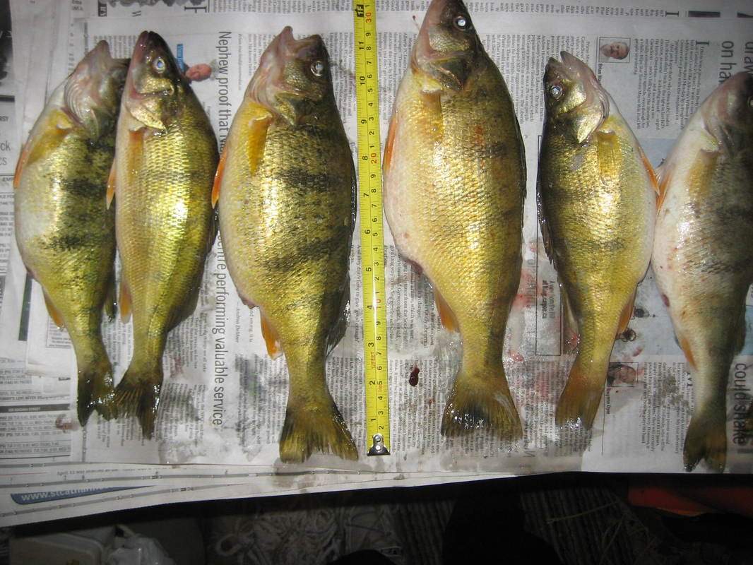 It's Time For Jumbo Perch Fishing on Lake Erie! - Maddalena