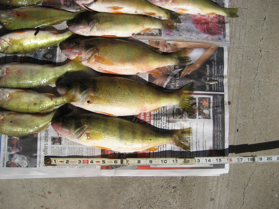 Jumbo Yellow Perch Fishing on Lake Erie - Maddalena Environmental Inc